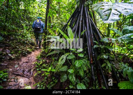 Wurzeln des Wanderpalmenbaumes (Socratea exorrhiza), Amazonas Regenwald, Coca, Ecuador, Südamerika Stockfoto