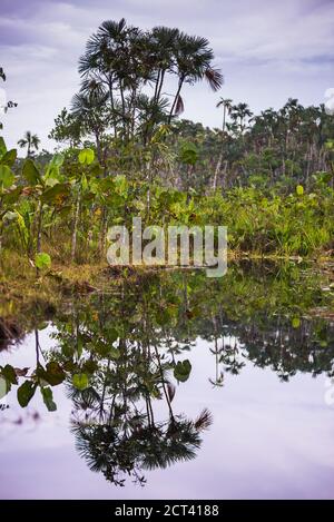 Narrow Waterway, Amazonas Regenwald, Coca, Ecuador, Südamerika Stockfoto