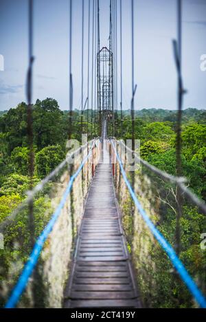 Dschungel-Canopy-Spaziergang im Amazonas-Regenwald in der Sacha Lodge, Coca, Ecuador, Südamerika Stockfoto