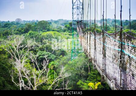 Dschungel-Canopy-Spaziergang im Amazonas-Regenwald in der Sacha Lodge, Coca, Ecuador, Südamerika Stockfoto