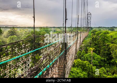 Dschungel-Canopy-Spaziergang im Amazonas-Regenwald in der Sacha Lodge, Coca, Ecuador, Südamerika Stockfoto