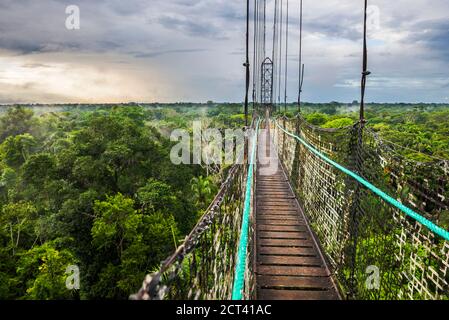 Dschungel-Canopy-Spaziergang im Amazonas-Regenwald in der Sacha Lodge, Coca, Ecuador, Südamerika Stockfoto