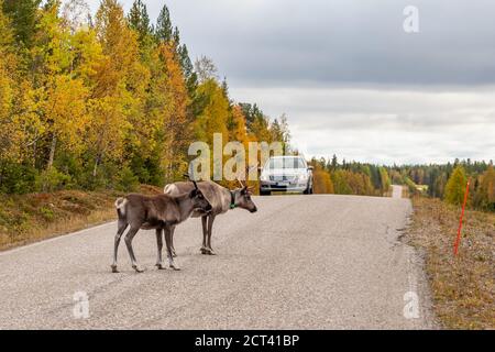 Wilde Hirte überqueren Autobahn vor dem Auto in Skandinavien Stockfoto