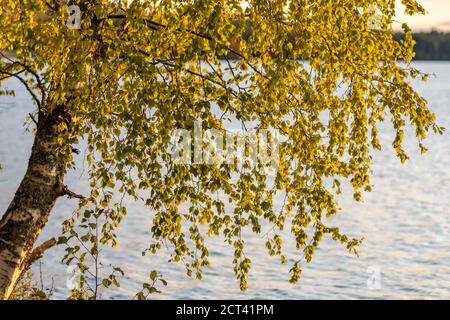 Schöne Herbstbirke an der Seeufer in Finnland. Stockfoto
