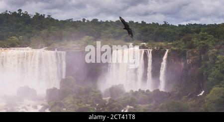 Schwarzer Geier (Coragyps atratus), Iguazu Falls, Brasilien Argentinien Grenze Paraguay, Südamerika Stockfoto