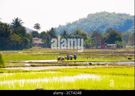 Lahu Tribe Pflanzen Reis in den Reisfeldern rund um Chiang Rai, Thailand, Südostasien Stockfoto