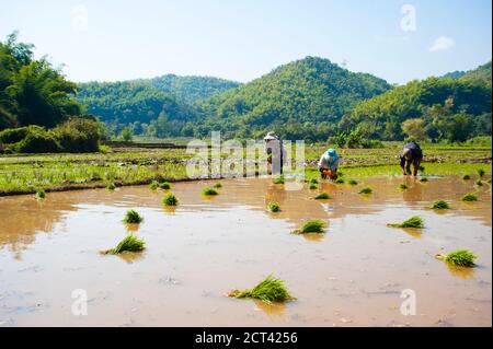 Lahu Tribe Pflanzen Reis in den Reisfeldern rund um Chiang Rai, Thailand, Südostasien Stockfoto