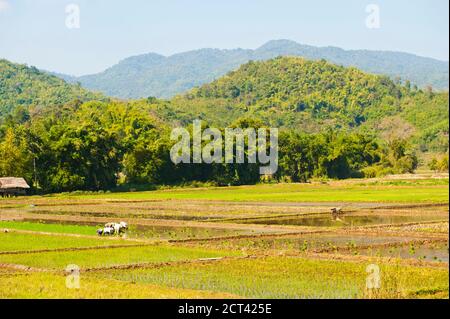 Lahu Tribe Pflanzen Reis in den Reisfeldern rund um Chiang Rai, Thailand, Südostasien Stockfoto