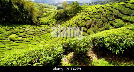 Teeplantage in den Cameron Highlands, Malaysia, Südostasien Stockfoto