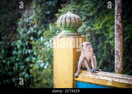 Monkey, Batu Caves, Kuala Lumpur, Malaysia, Südostasien Stockfoto