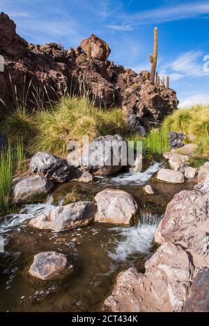 Vilama River, Cactus Valley (Los Cardones Schlucht), Atacama Wüste, Nord-Chile, Südamerika Stockfoto