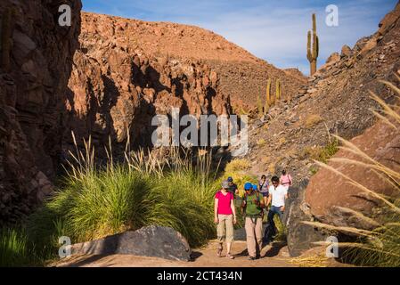 Cactus Valley (Los Cardones Schlucht), Atacama Wüste, Nord-Chile, Südamerika Stockfoto