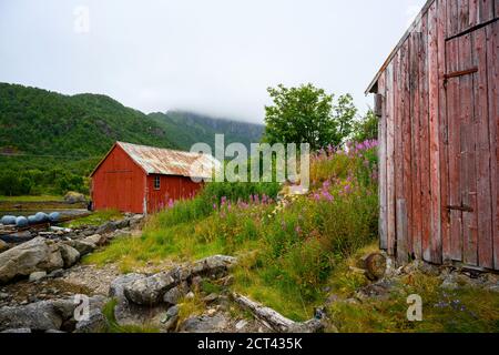 Rote Hütte mit Sommerblumenfeldern am Meer ist die Heimat von Fischern auf den Lofoten Inseln im Norden Norwegens. Stockfoto
