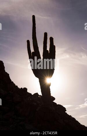 Kaktus Silhouette in Cactus Valley (Los Cardones Schlucht), Atacama Wüste, Nord Chile, Südamerika Stockfoto