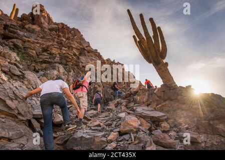 Wandern im Cactus Valley (Los Cardones Schlucht), Atacama Wüste, Nordchile, Südamerika Stockfoto