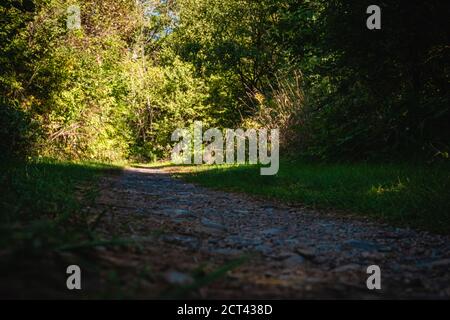 Ein Naturlehrpfad im Wald hat einen Schotterweg mit Kieselsteinen, der aus dem Schatten in einen sonnigen Abschnitt führt. Stockfoto