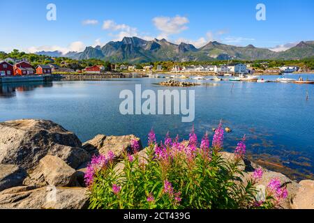 Blumen und rote Hütten mit blauem Sommerhimmel am Kabelvaag auf den Lofoten-Inseln, Nordnorwegen. Stockfoto