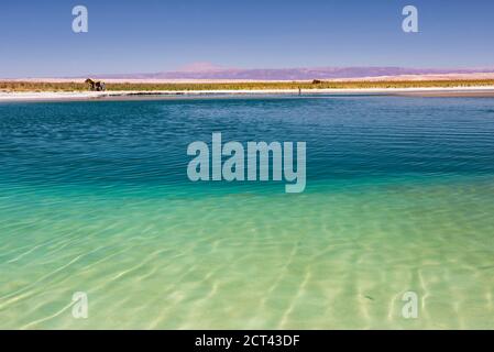 Laguna Cejar (auch bekannt als schwimmende Salzsee-Lagune), Atacama-Wüste, Nord-Chile, Südamerika Stockfoto