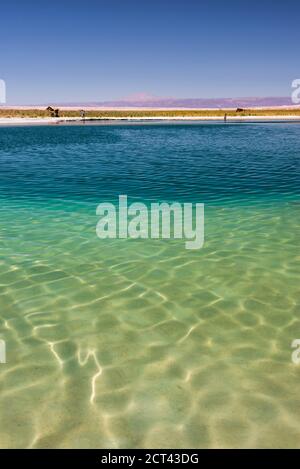 Laguna Cejar (auch bekannt als schwimmende Salzsee-Lagune), Atacama-Wüste, Nord-Chile, Südamerika Stockfoto