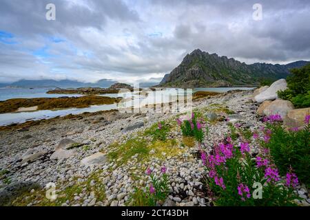 Lofoten-Inseln, Nordnorwegen, Blick auf die Berge, Meer und Blumen. Im Sommer sind die Tage trüb. Stockfoto