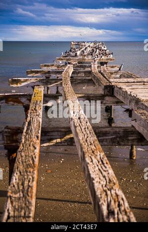 Kormoran Kolonie auf dem alten Pier in Punta Arenas, Magallanes und Antartica Chilena Region, chilenisches Patagonien, Chile, Südamerika Stockfoto