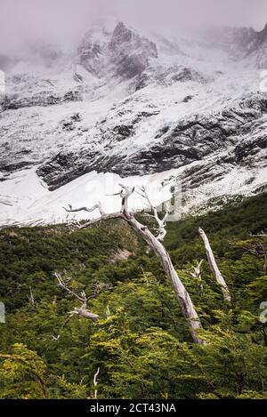 Französisches Tal (Valle del Frances), Nationalpark Torres del Paine (Parque Nacional Torres del Paine), Patagonien, Chile, Südamerika Stockfoto