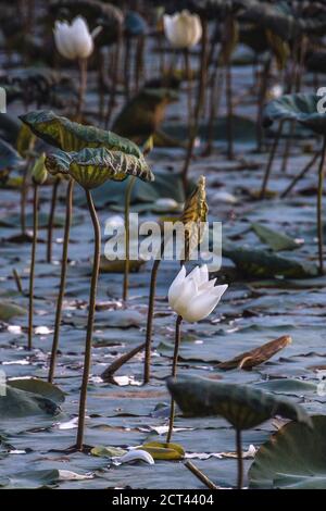 Weisser heiliger Lotus in einem Lotusteich bei Sonnenuntergang Stockfoto