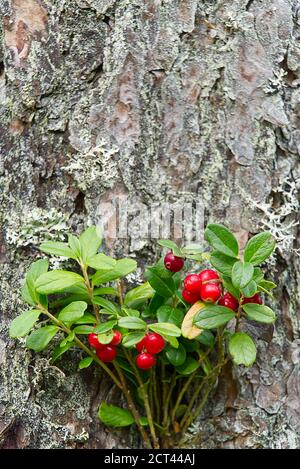 Nahaufnahme von roten Preiselbeeren im Wald mit getöntem Hintergrund. Reife rote Preiselbeeren Vaccinium vitis-idaea zur Illustration. Stockfoto