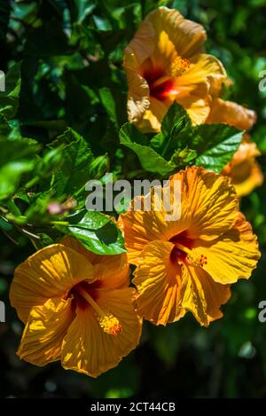 Gelbe Hibiskusblüte, Rarotonga, Cookinseln Stockfoto