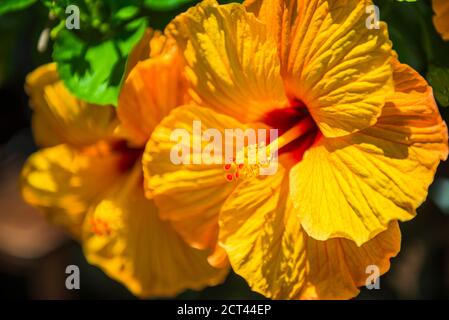 Gelbe Hibiskusblüte, Rarotonga, Cookinseln Stockfoto