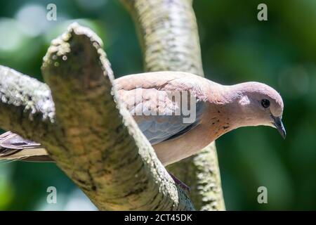 Eine Taube steht auf dem Ast. Erwachsene Männchen haben hauptsächlich olivbraunes Oberteilgefieder, mit schwarzen Flecken auf den Flügeln. Der Kopf hat eine graue Krone. Stockfoto