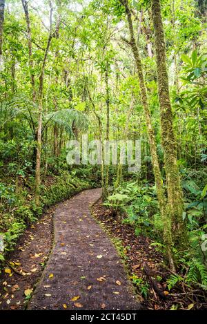 Treetop selvatura Hängebrücken, Monteverde Cloud Forest Reserve, Puntarenas, Costa Rica, Mittelamerika Stockfoto