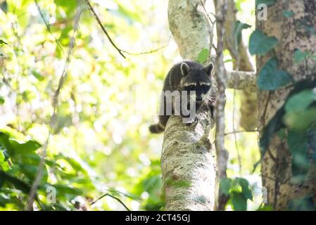 Nördlicher Racoon (Procyon lotor), Manuel Antonio Strand, Manuel Antonio Nationalpark, Costa Rica Stockfoto