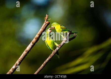Orangekinnensittich (Brotogeris Jugularis), Boca Tapada, Provinz Alajuela, Costa Rica Stockfoto