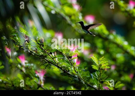 Weißhalsige Jakobiner (Florisuga mellivora alias Collared Hummingbird), Boca Tapada, Provinz Alajuela, Costa Rica Stockfoto