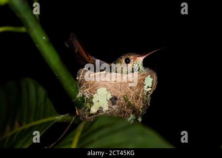 Rotschwanzhummingvogel (Amazilia tzacatl) in seinem Vogelnest in der Nacht, Boca Tapada, Alajuela Provinz, Costa Rica Stockfoto