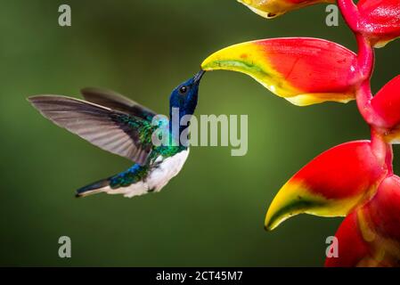 Weißhalsige Jakobiner (Florisuga mellivora alias Collared Hummingbird) Boca Tapada, Alajuela Province, Costa Rica Stockfoto