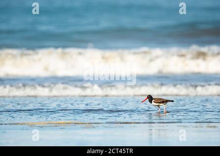 Amerikanischer Austernfischer (Haematopus palliatus), Playa Arco Beach, Uvita, Marino Ballena National Park, Pazifikküste von Costa Rica Stockfoto