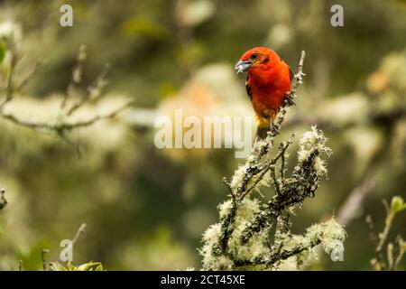 Männliche Flammenfarbige Tanager (Piranga bidentata), San Gerardo de Dota, Provinz San Jose, Costa Rica Stockfoto