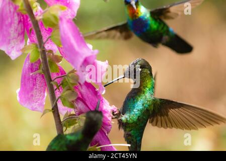 Feuerkehlchen-Kolibri (Panterpe insignis), San Gerardo de Dota, Provinz San Jose, Costa Rica Stockfoto