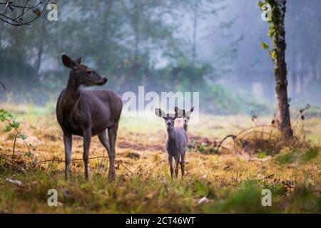 Mama Hirsch mit 2 Rehkitz am frühen Septembermorgen Stockfoto