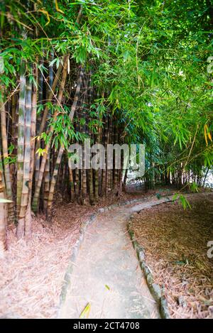 Bambuspflanzen im Botanischen Garten Palermo (Orto Botanico), Sizilien, Italien, Europa Stockfoto