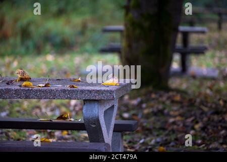 Herbstanfang fallen die Blätter auf den Picknicktisch Stockfoto