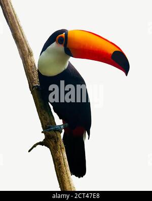 Toucan Toco sitzt auf einem Ast von Baum Stockfoto