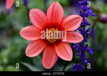 Eine schöne Blume in rosa und rot mit gelb in Die Mitte Stockfoto