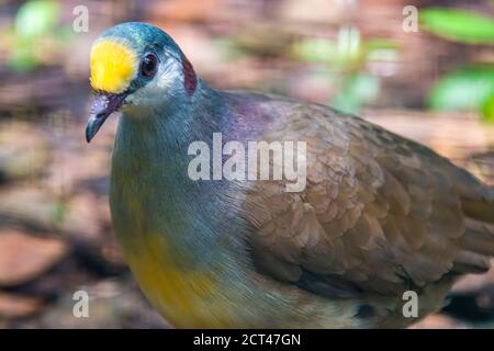 Eine Sulawesi Bodentaube (Gallicolumba tristigmata) ist eine mittelgroße, ca. 35 cm lange, olivbraune Bodentaube mit goldener Stirn Stockfoto