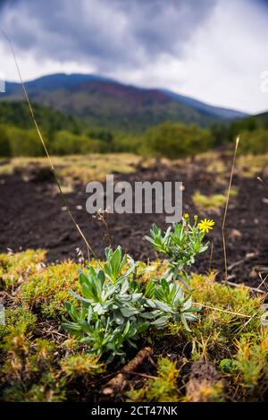 Vulkan Ätna, Blume wächst auf einem alten Lavastrom von einem Vulkanausbruch, Sizilien, UNESCO-Weltkulturerbe, Italien, Europa Stockfoto