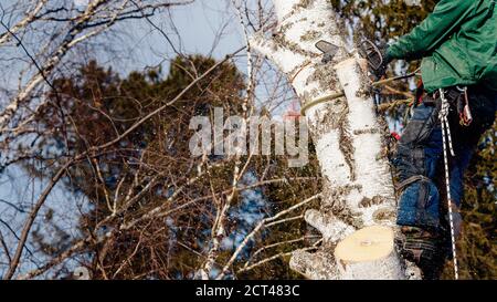 Holzfäller sägt Baum mit Kettensäge blauen Himmel Stockfoto