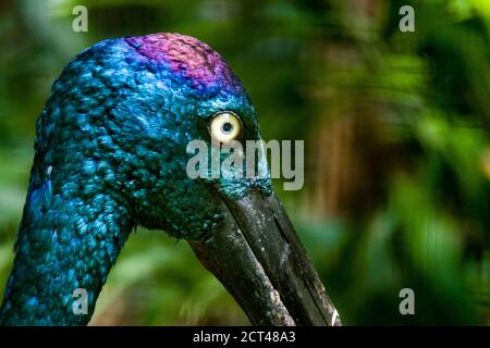 Der Schwarzhalsstorch (Ephippiorhynchus asiaticus) ist ein großer langhalsiger Watvogel in der Storchfamilie. Stockfoto