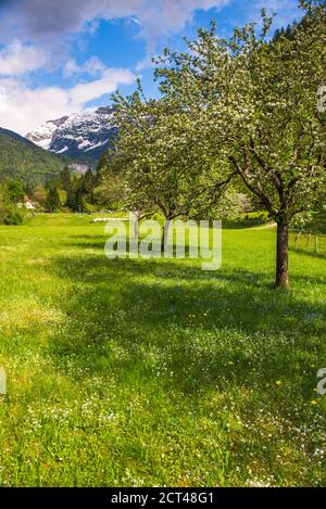 Soca Valley, Slowenien. Die Julischen Alpen, vom Soca-Tal aus gesehen im Triglav Nationalpark, die Julischen Alpen, Slowenien, Europa Stockfoto